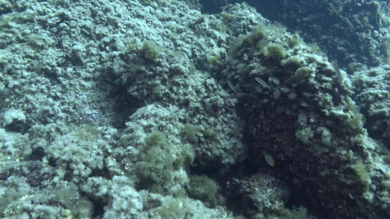 海底野生动物-地中海海鳗视频素材