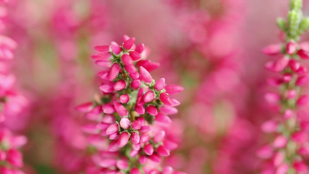 花Calluna vulgaris特写与软焦点。开花植物科-普通石楠视频素材