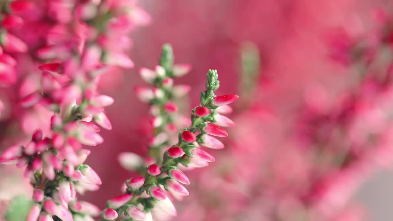 花Calluna vulgaris特写与软焦点。开花植物科-普通石楠。蜂蜜的植物视频素材