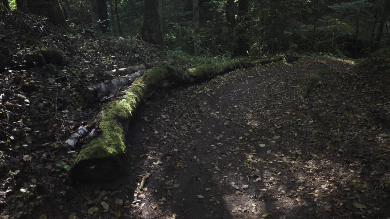 秋天森林里峡谷上的一座桥视频素材