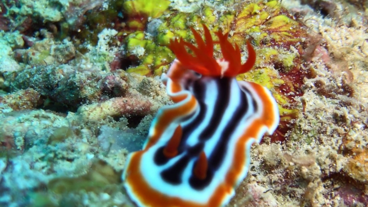 Nudibranch特写视图视频素材