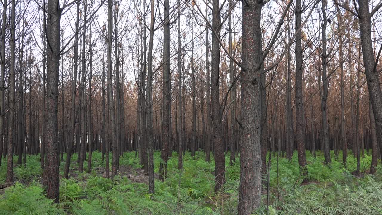 法国大规模火灾后的松林，被烧毁的森林景观，火灾后的死林，森林火灾后新的绿色植被视频素材