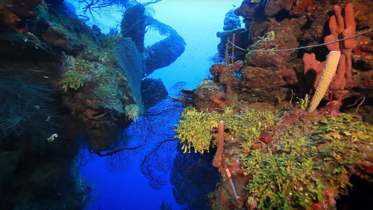 Roatan TR珊瑚礁的沟槽和蛇颈藻视频素材