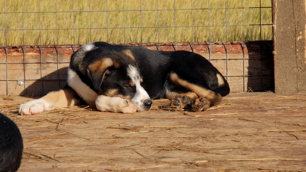 这只黑白相间的阿拉斯加哈士奇躺在鸟舍里休息，很累。被遗弃和不受欢迎的宠物的概念。在收容所的围栏里有蓝色眼睛的杂种小狗。视频素材