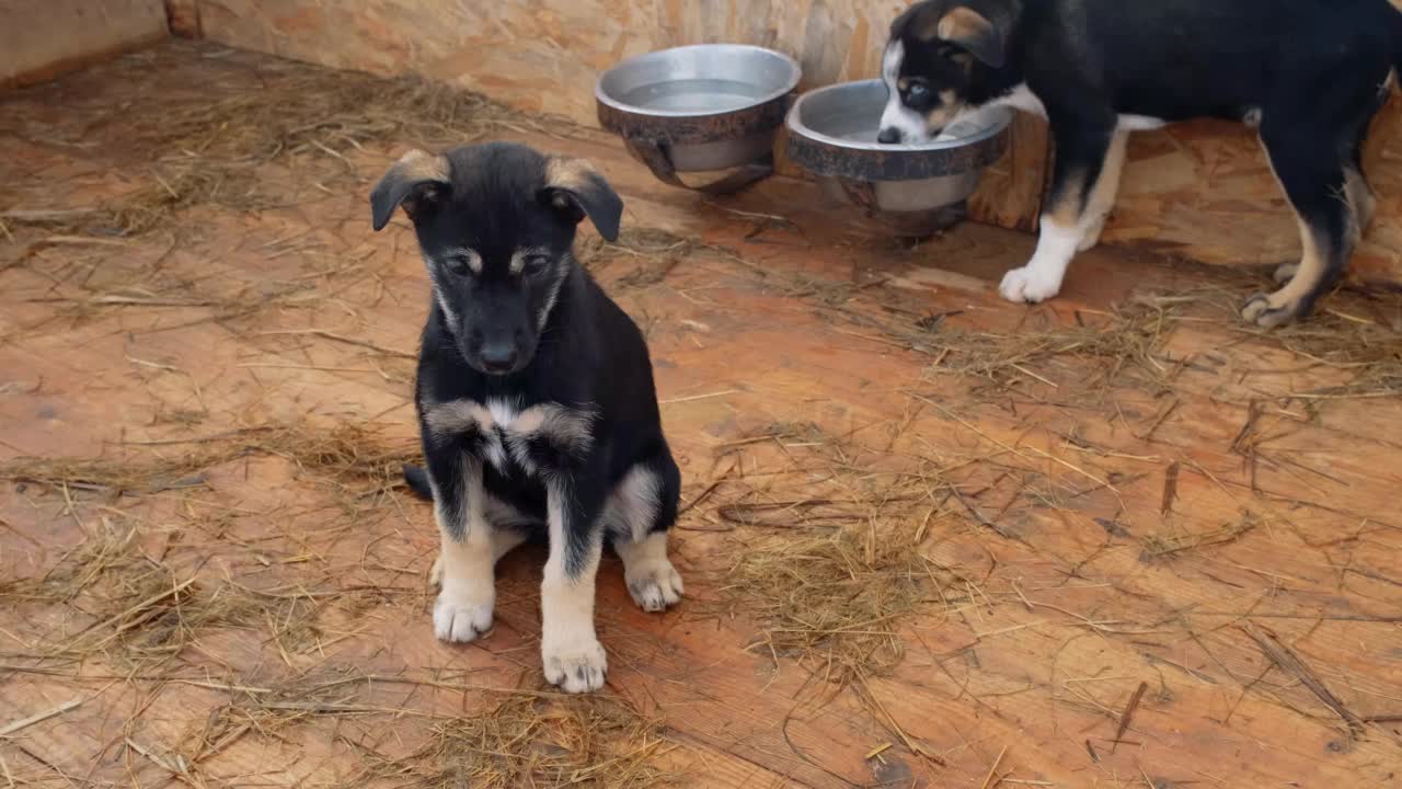 宠物的庇护所或犬舍。一只蓝眼睛黑白相间的阿拉斯加哈士奇幼犬喝了鸟舍里碗里的水后离开了。第二只小狗，黑头毛的，坐在旁边，用悲伤的眼神看着。视频素材