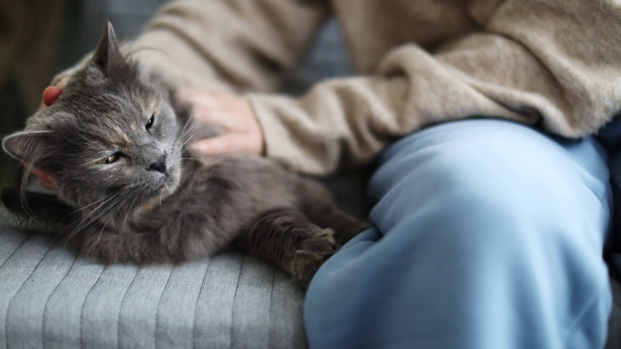 年轻女子在家里和猫放松视频素材