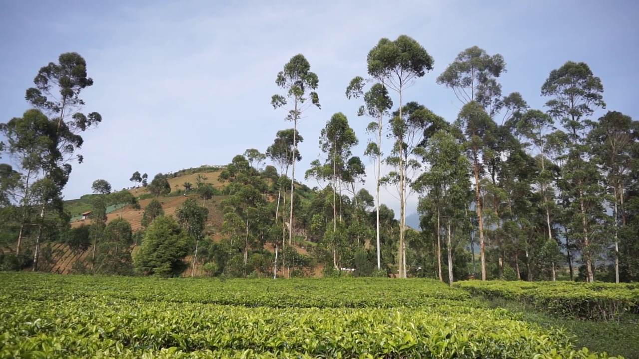 群山的全景，高高的绿树和绿茶种植园视频素材