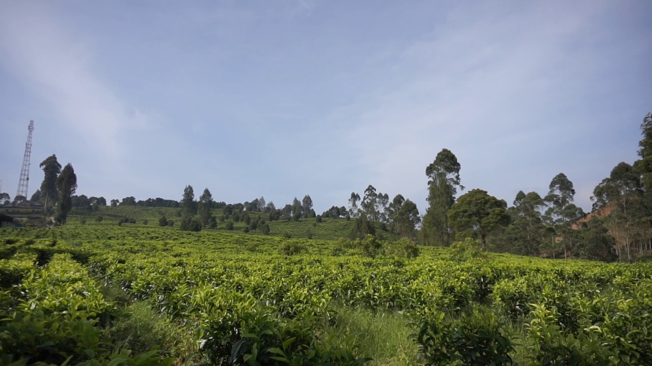 群山的全景，高高的绿树和绿茶种植园视频素材