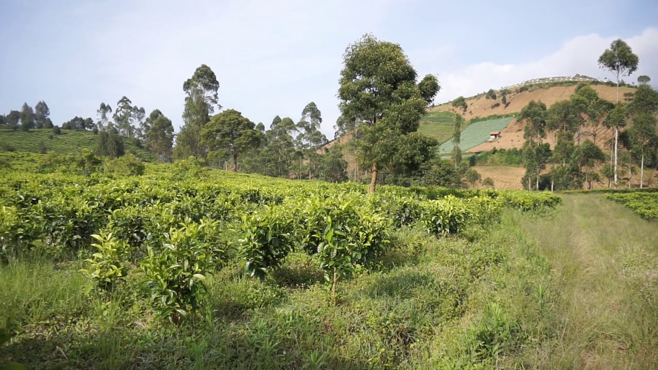 群山的全景，高高的绿树和绿茶种植园视频素材