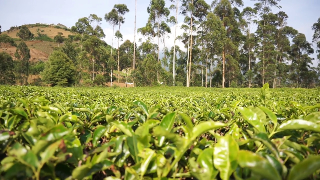 群山的全景，高高的绿树和绿茶种植园视频素材