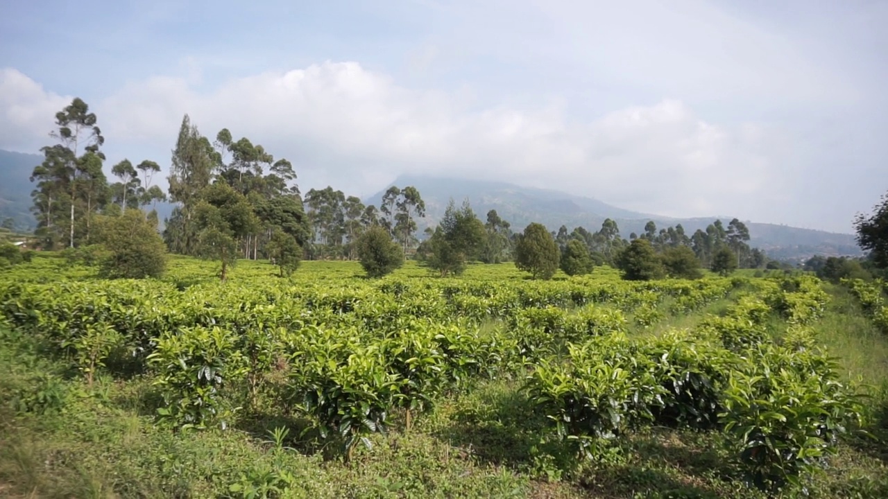 群山的全景，高高的绿树和绿茶种植园视频素材