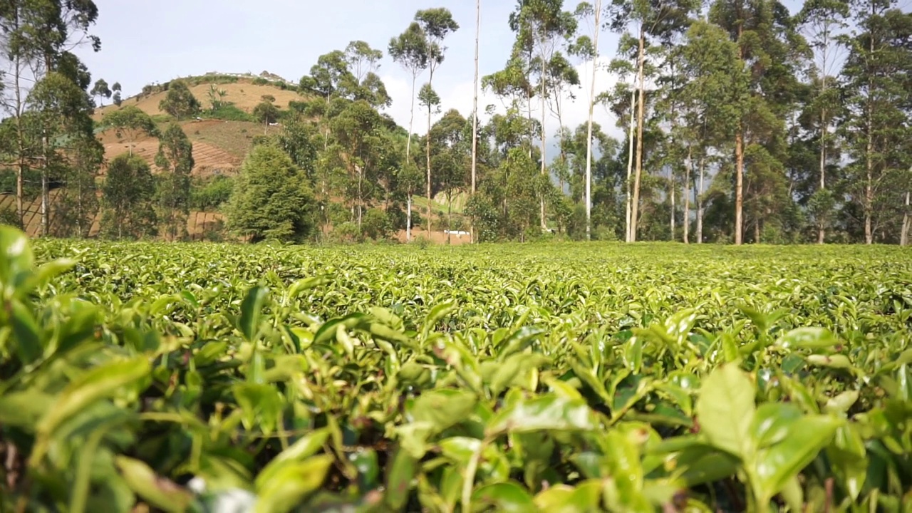 群山的全景，高高的绿树和绿茶种植园视频素材