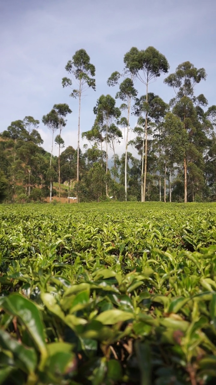 群山的全景，高高的绿树和绿茶种植园视频素材