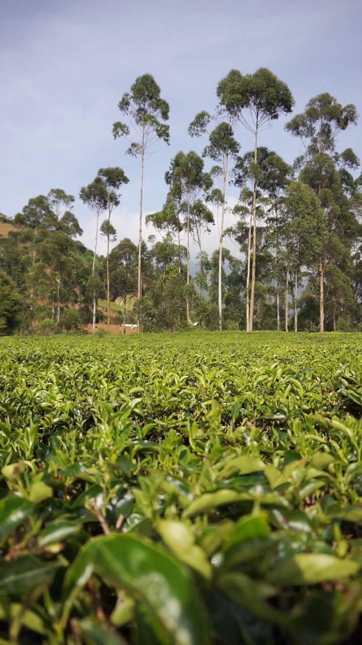 群山的全景，高高的绿树和绿茶种植园视频素材