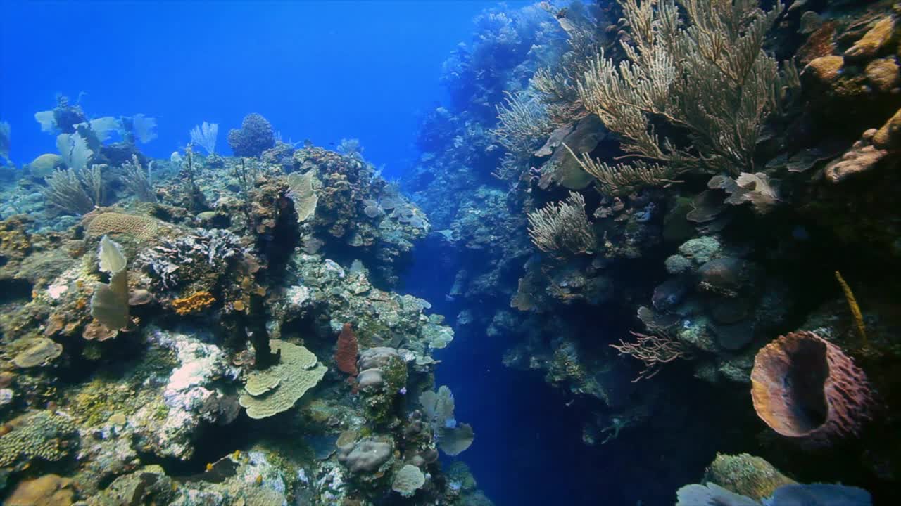 Roatan TR 3珊瑚礁的沟槽视频下载