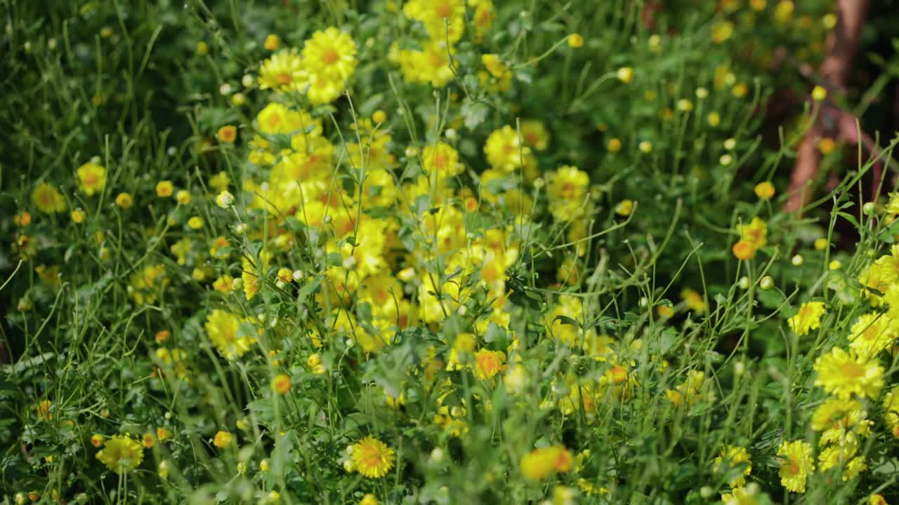 ็一位农民的手在她的农场采摘菊花，制作菊花茶视频素材