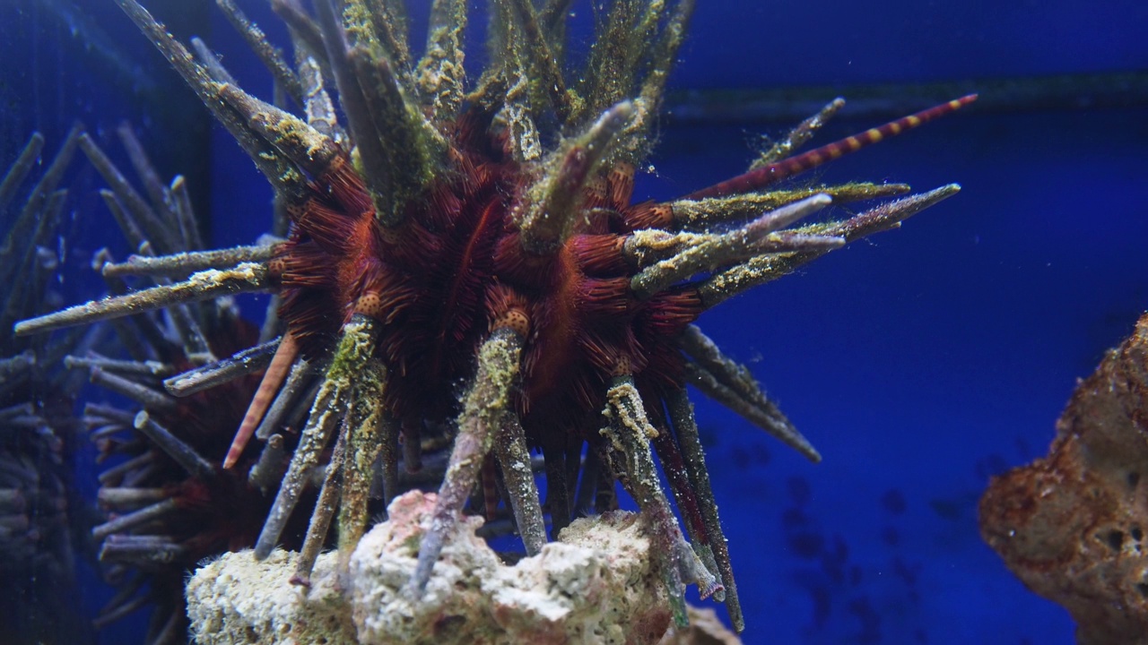 水族馆里的海胆视频素材