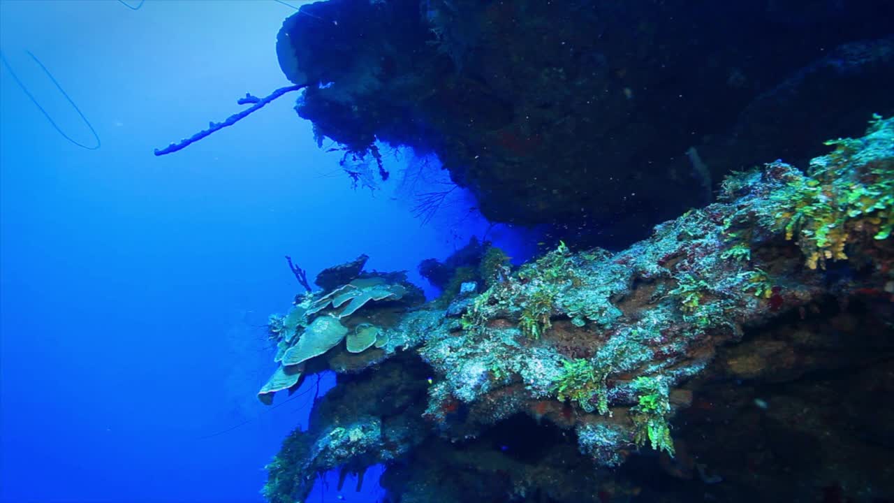 Roatan TR 4珊瑚礁中的凹槽视频下载