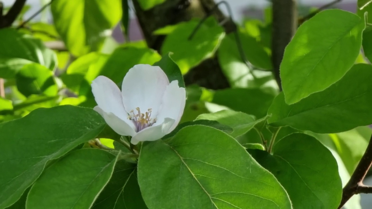 盛开的榅桲花特写视频素材