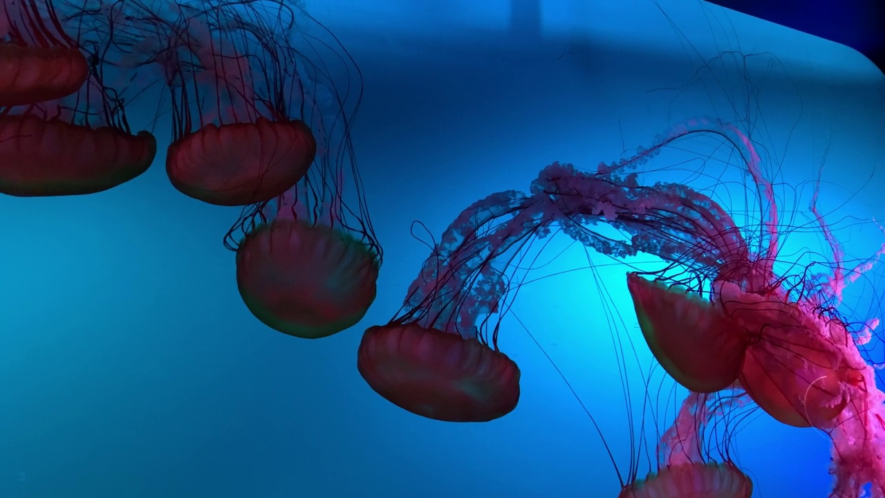 Québec市水族馆里的水母视频下载