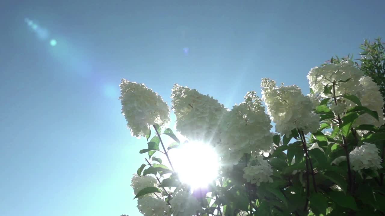 阳光穿透在风中摇曳的白色绣球花的花序。缓慢的运动。视频素材