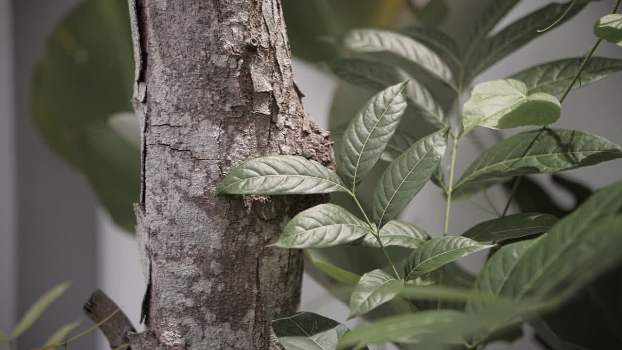 巴厘岛植物的绿叶和树视频素材