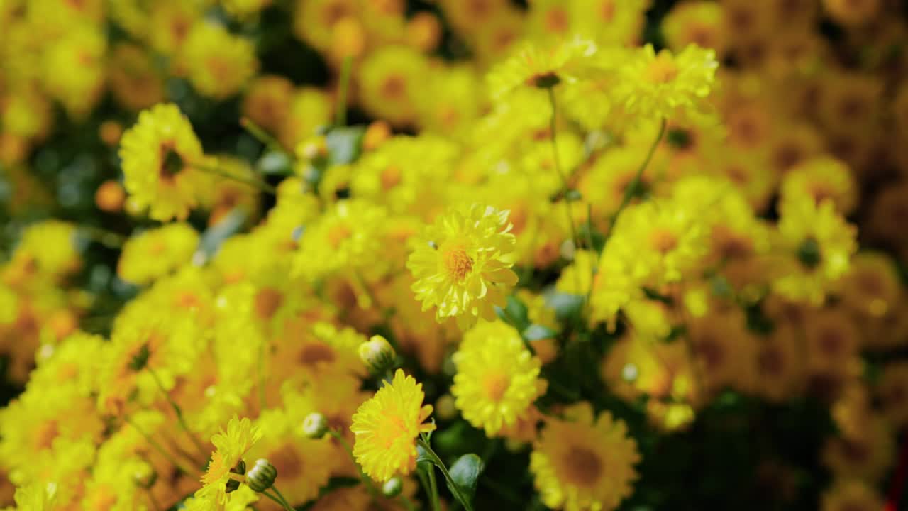 黄色的菊花盛开在农业田地里准备采收菊花茶视频素材