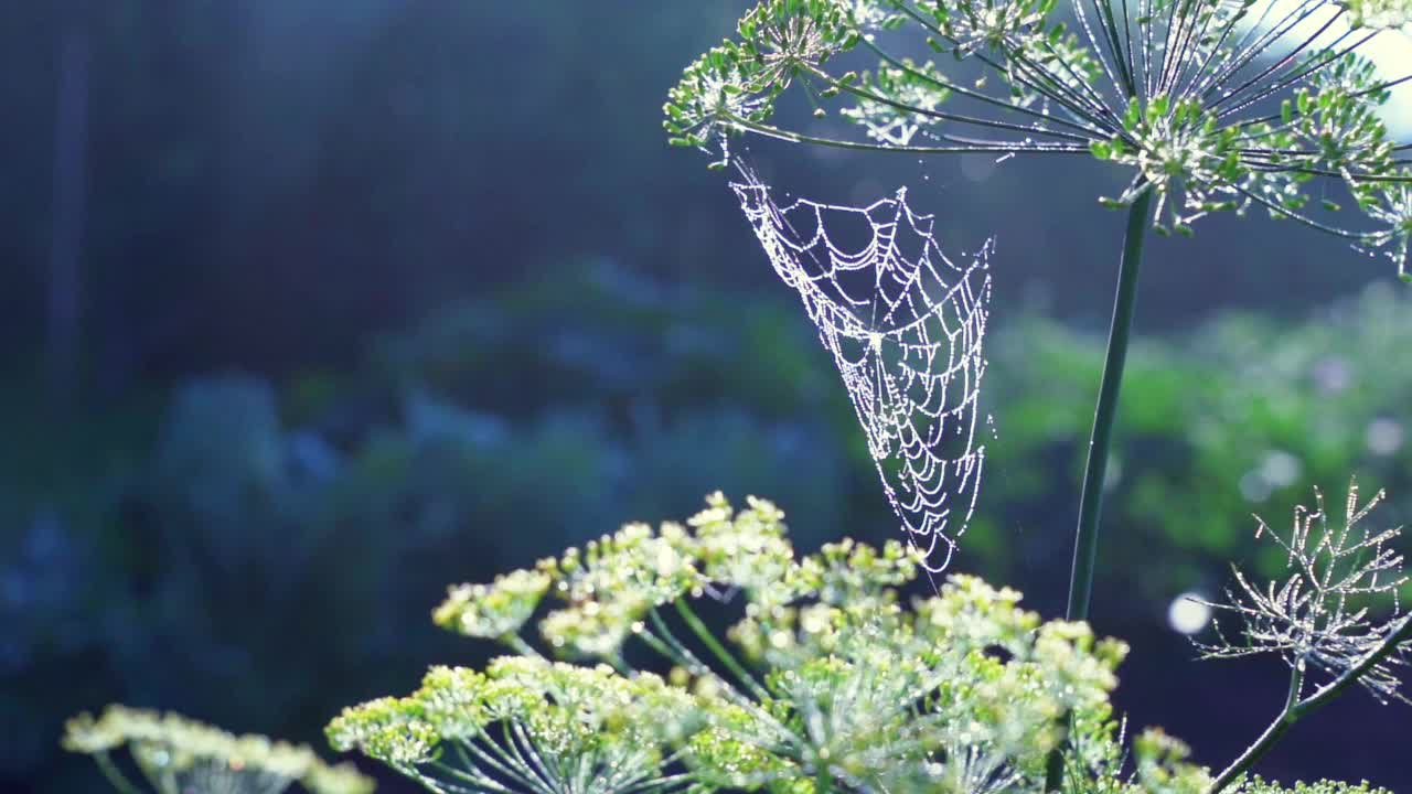 清晨，蜘蛛网上有一些水滴视频素材