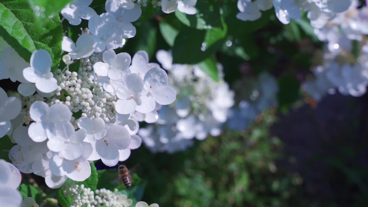 白色绣球花，夏季花园里的一种大型开花灌木视频素材