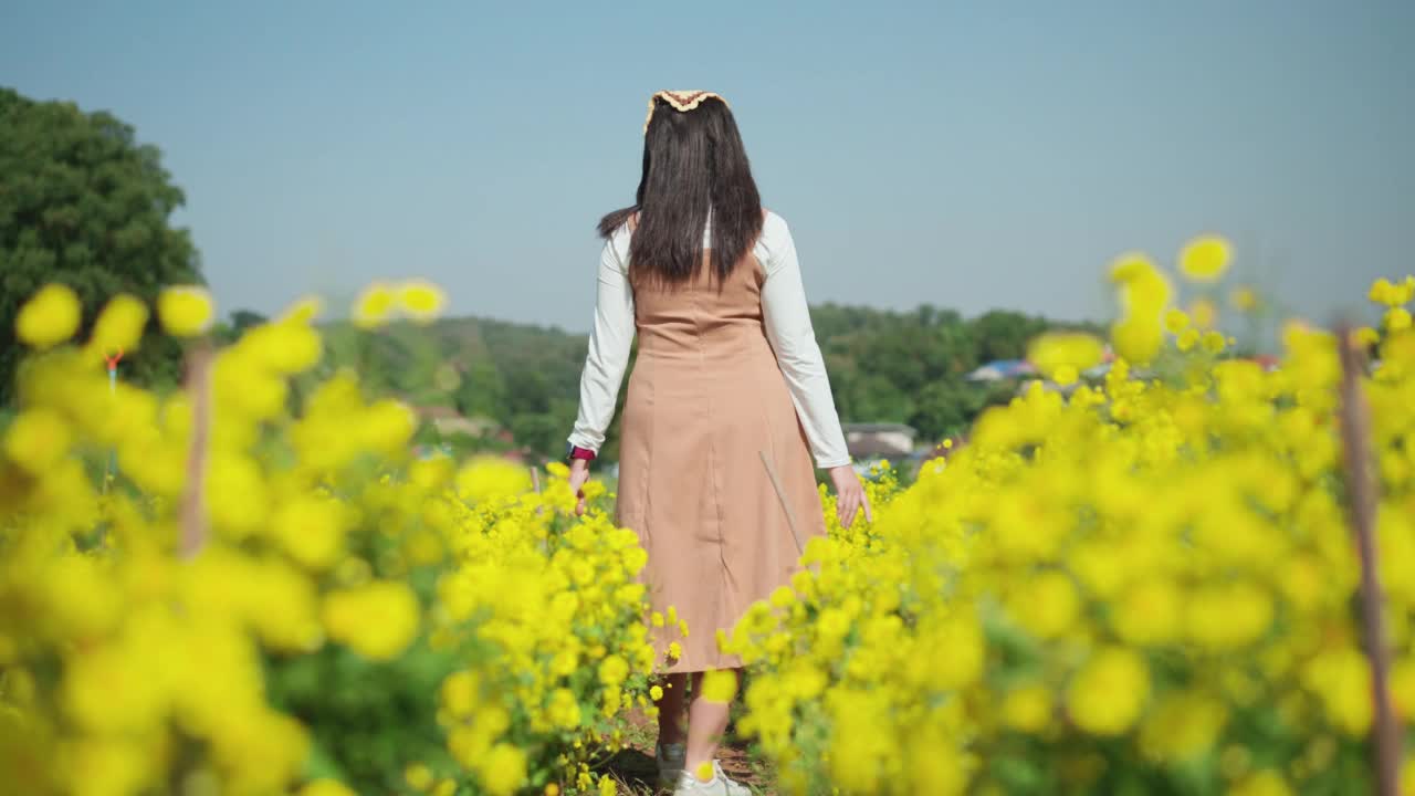 后视图:一个中年亚洲妇女在秋天的早晨快乐地走在黄色的菊花农场。女人的手抚摸着花园里的鲜花。有自然观念的女人。视频素材