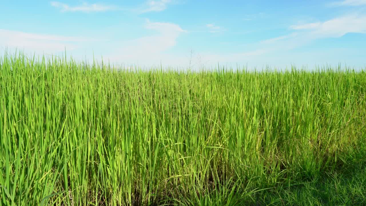 风景景观的耳朵绿色的水稻在田里的草与田玉米田或在亚洲国家农业收获与抽象与白云明亮的蓝天背景。视频素材