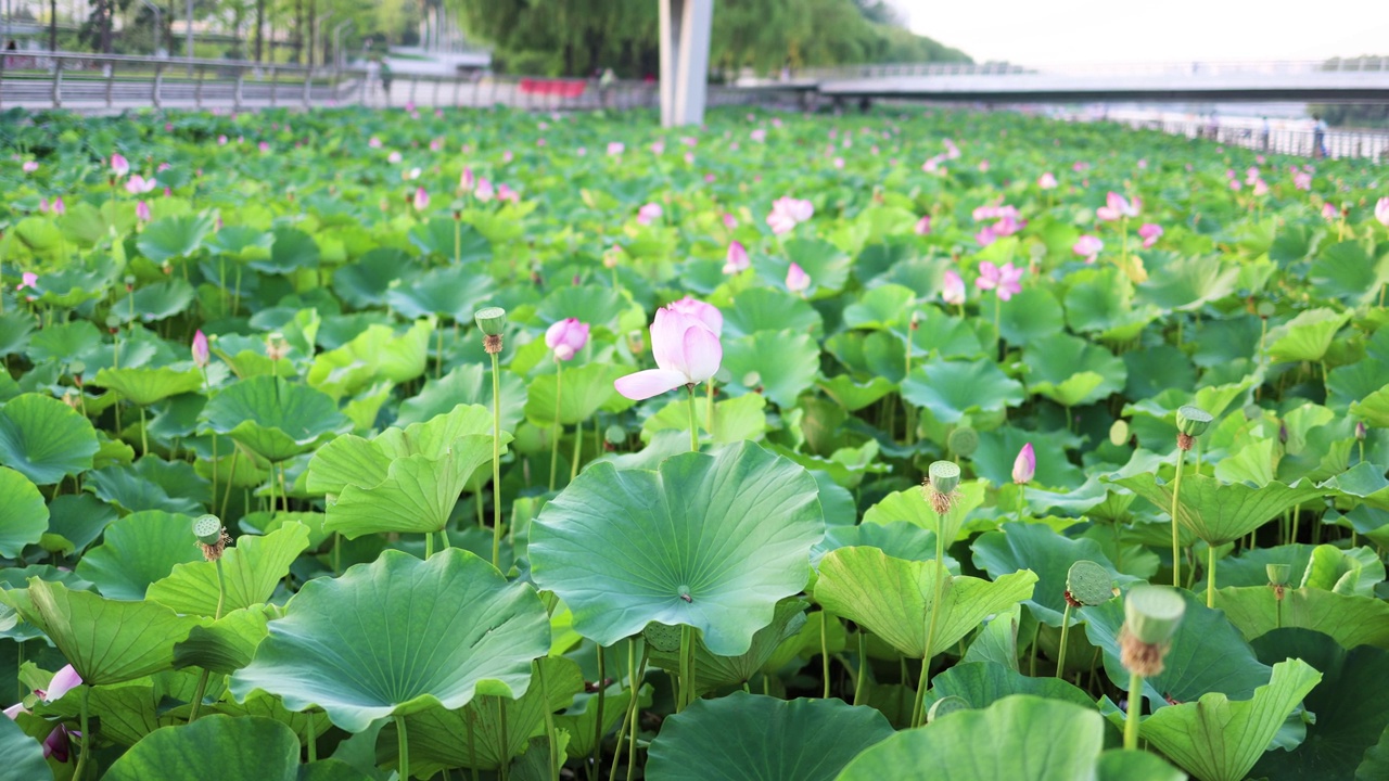 夏天池塘里盛开的荷花视频素材