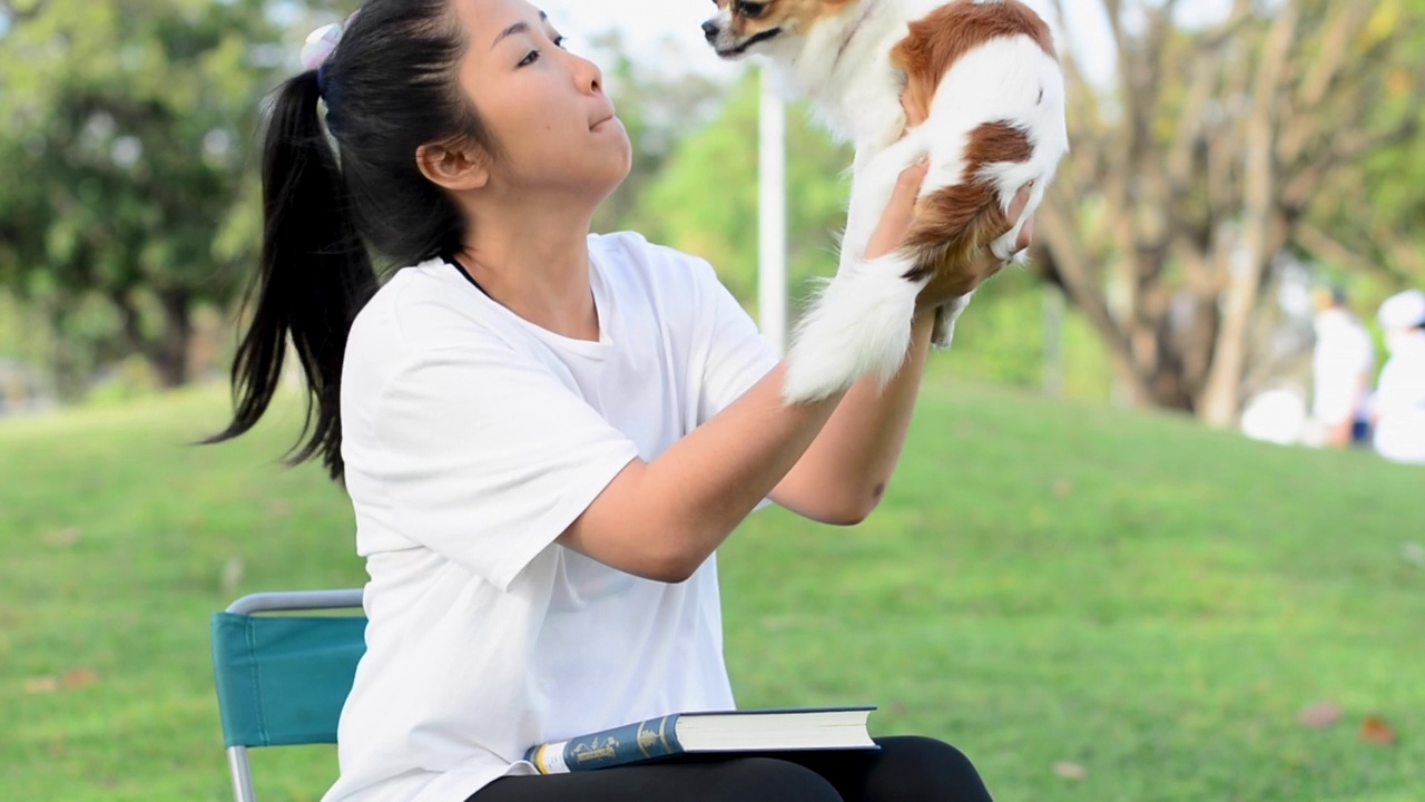 吉娃娃视频素材