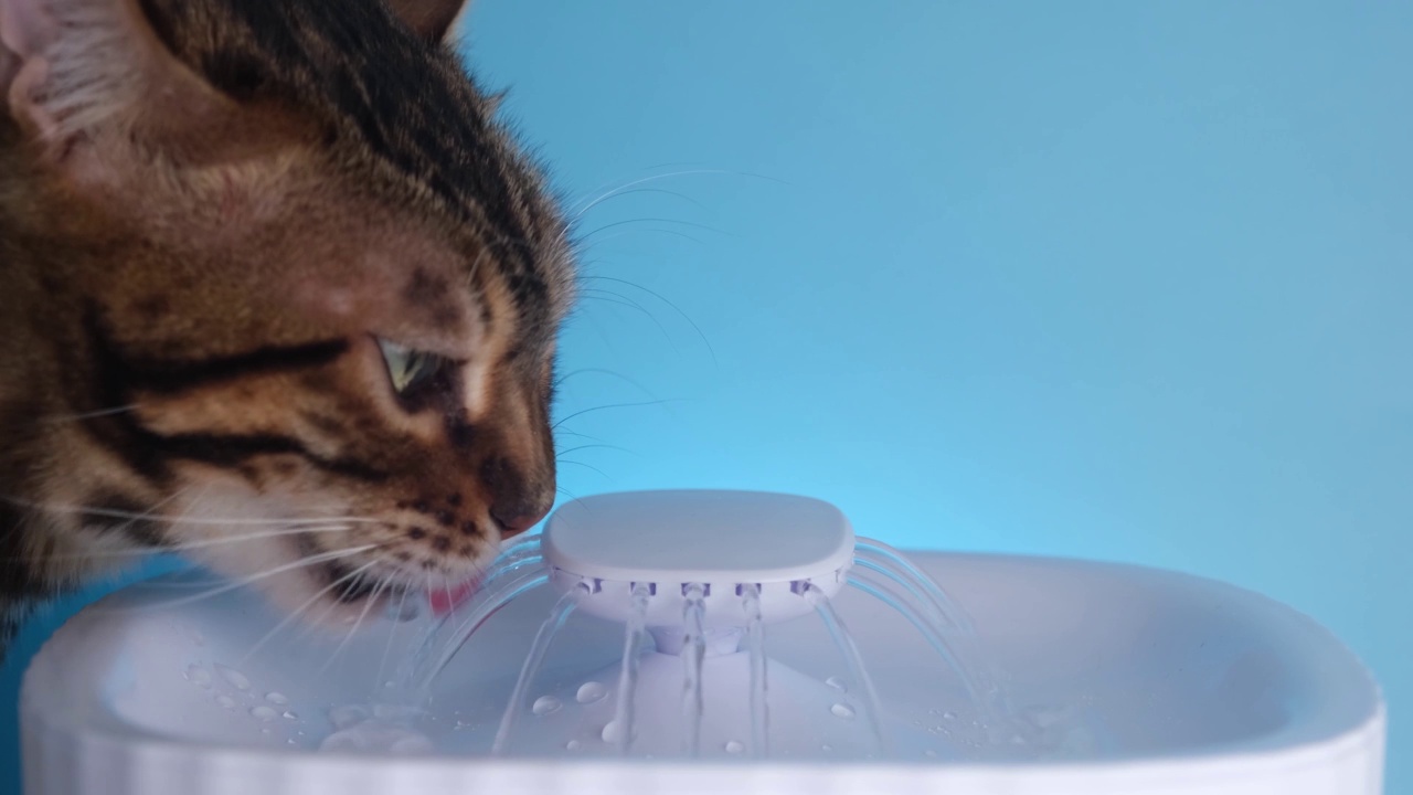 特写镜头。猫从动物饮水器里喝水。很好的预防肾脏疾病。孟加拉猫用舌头接水柱视频素材