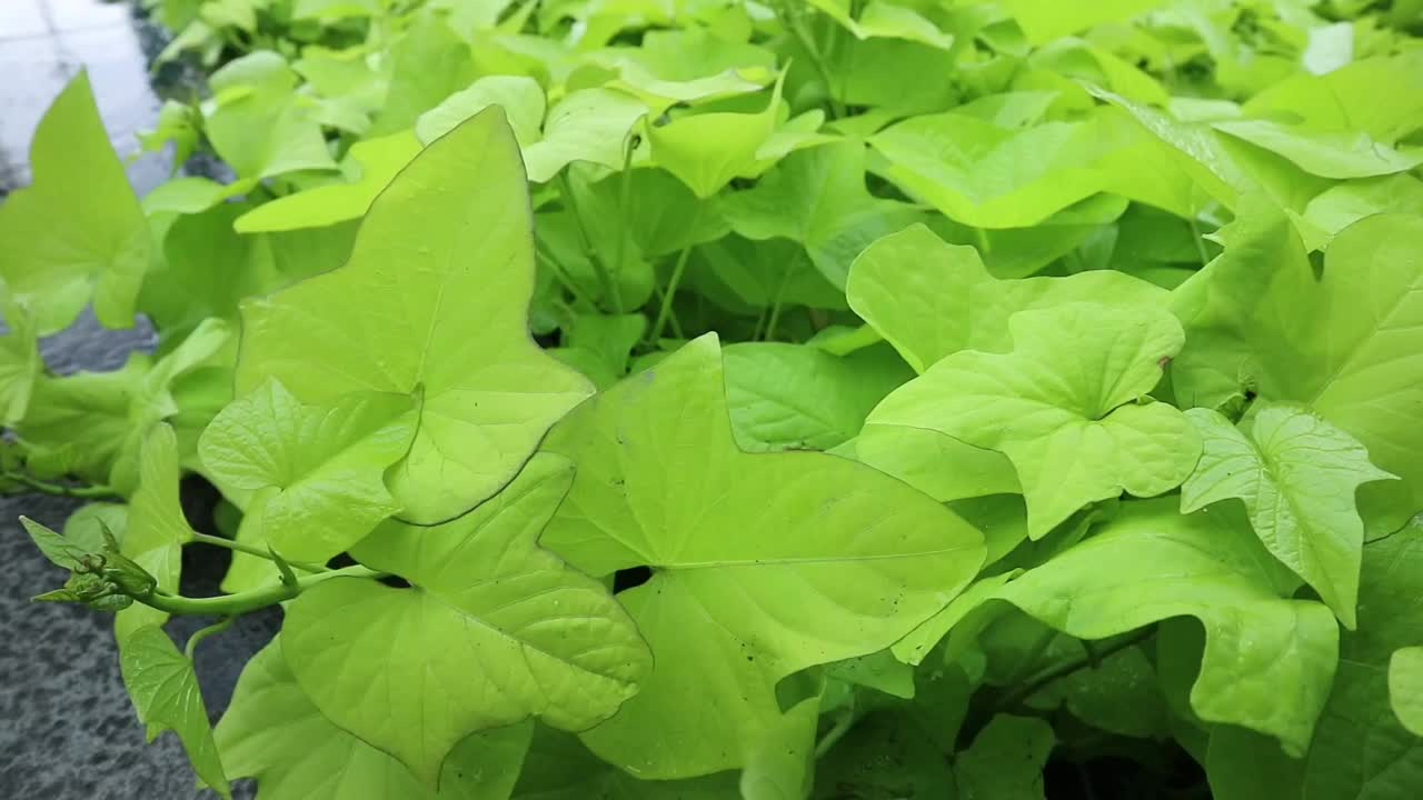 在花园的雨中，伊瓜灌木的叶子在地上摇曳。有浅绿色叶子的可食用红薯。红薯是旋花科的一种一年生藤本植物。视频素材