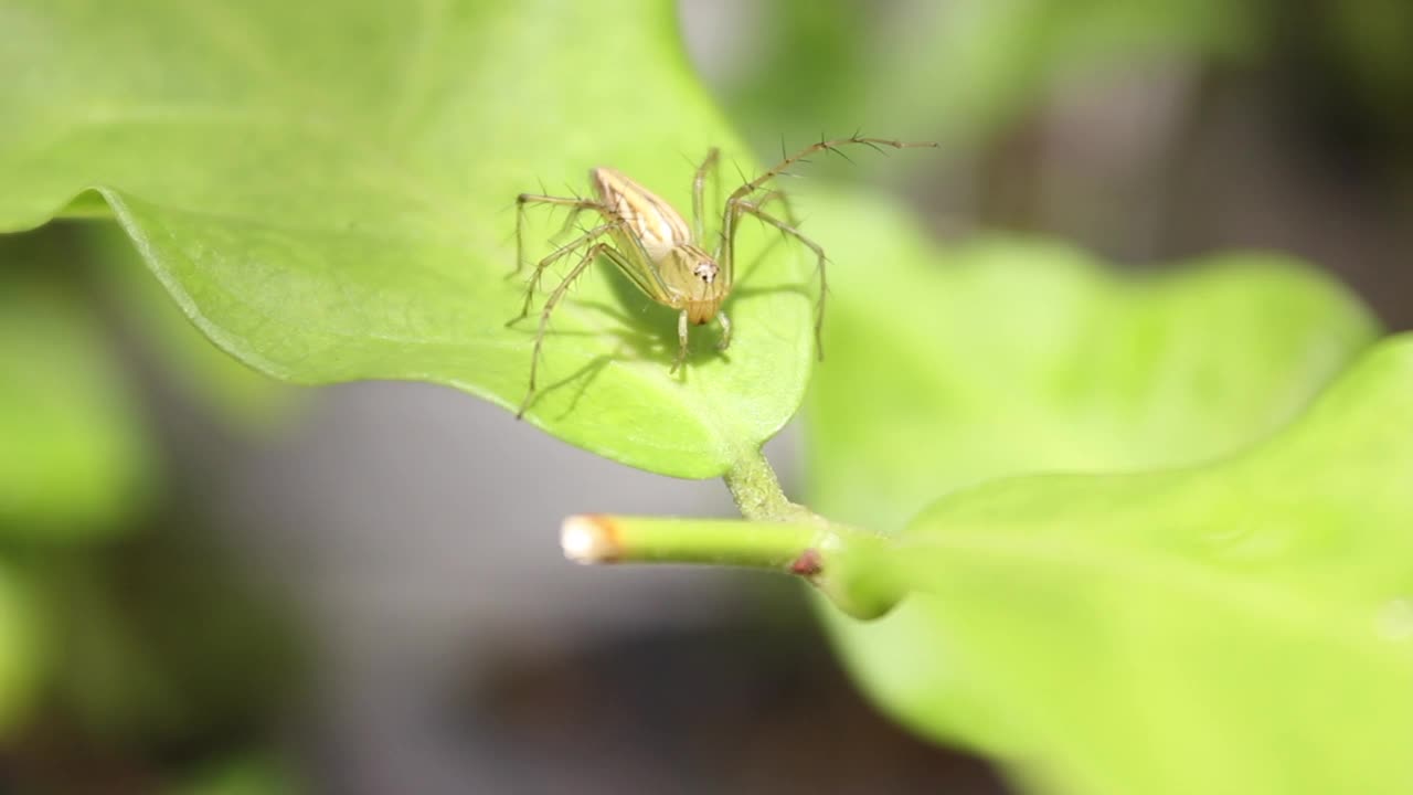 绿叶子上的山猫蜘蛛。蜘蛛的一种。视频素材