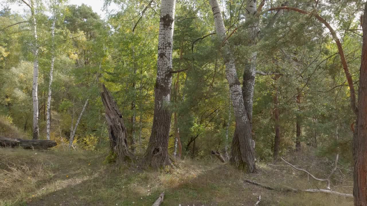 生长在秋林山坡上的老白杨视频素材