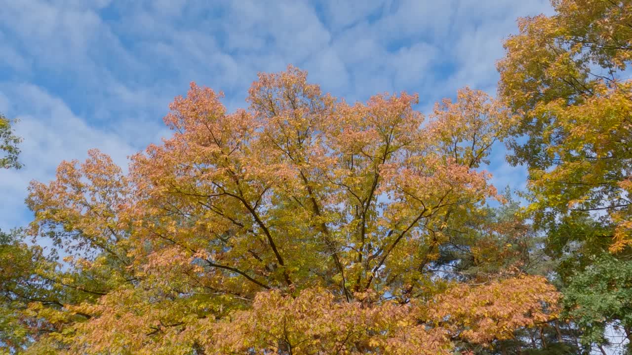 公园里枝繁叶茂的老红橡树视频素材