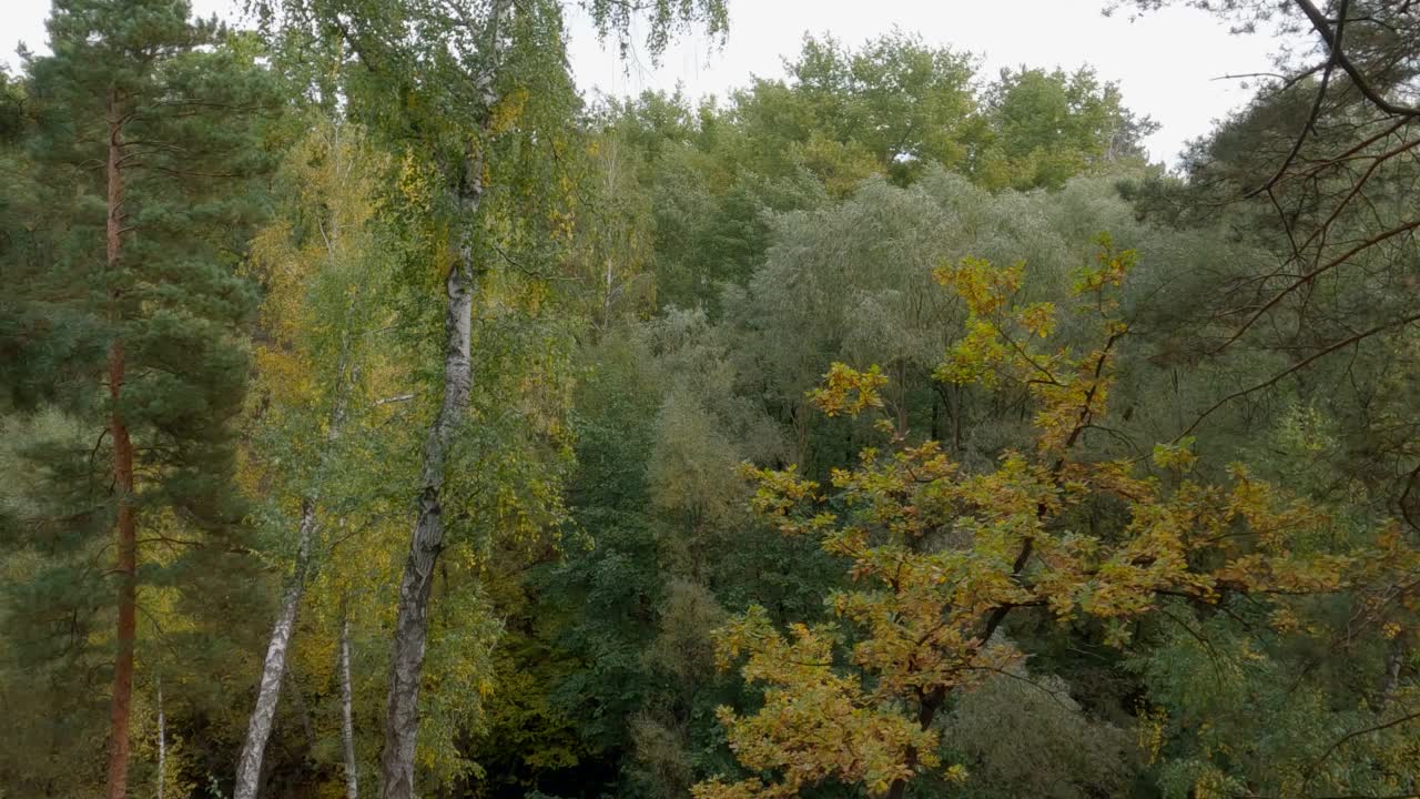 秋天阴天多风的山坡上的森林视频素材