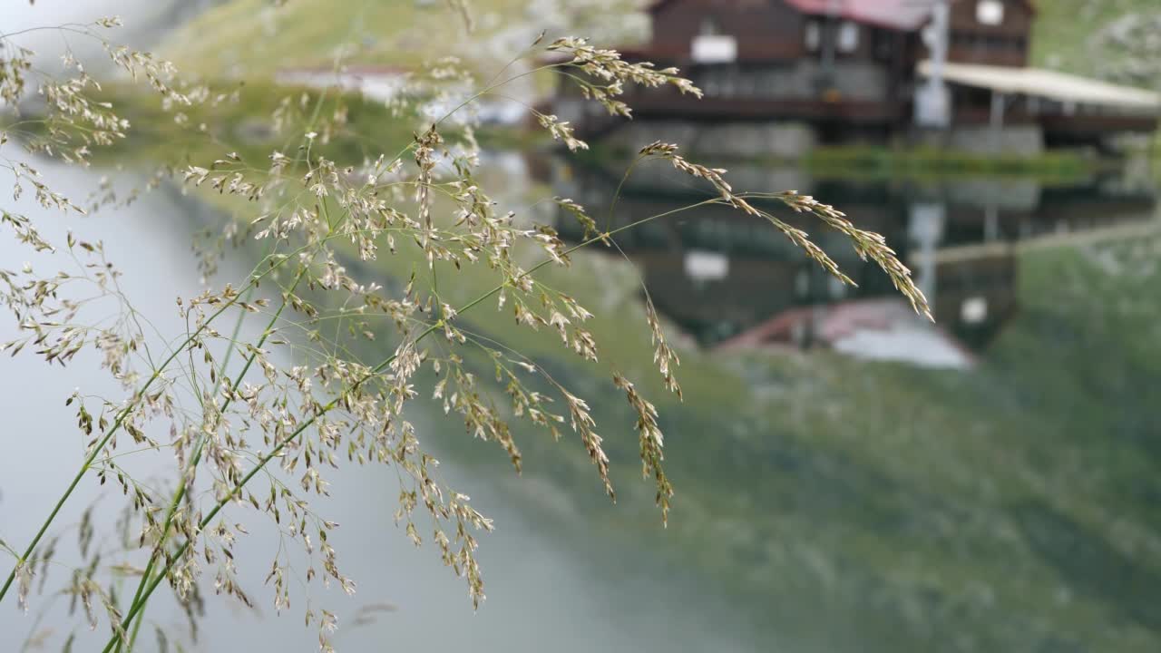 风吹过的草地映衬着山间湖泊和美丽的小屋。视频素材