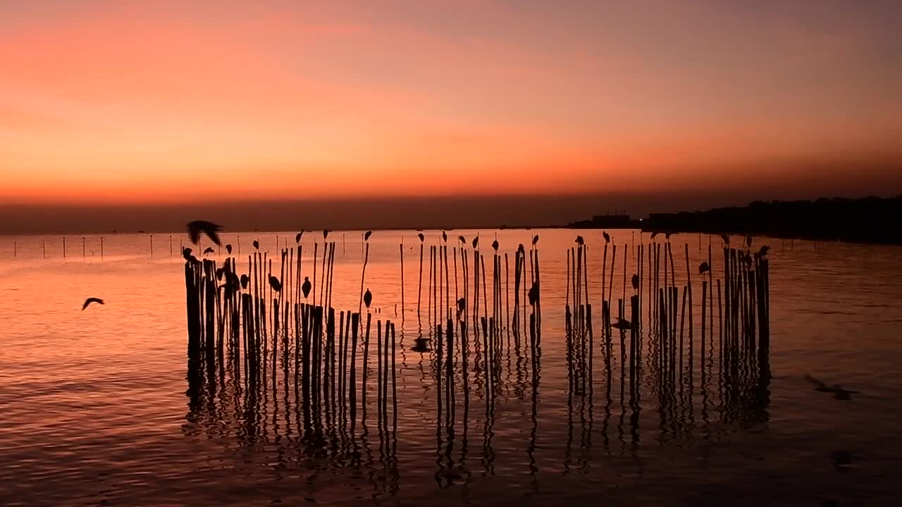 海鸥在天空中飞翔视频素材