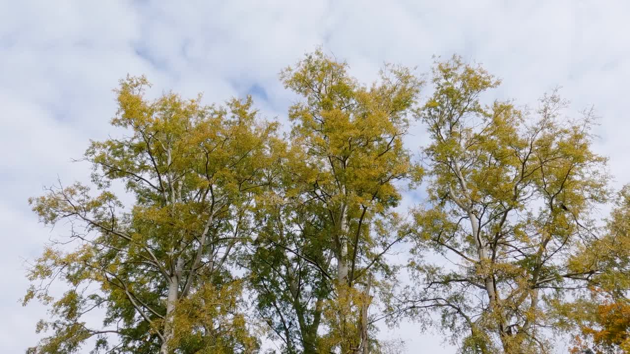 生长在秋季公园池塘岸边的老白杨视频素材