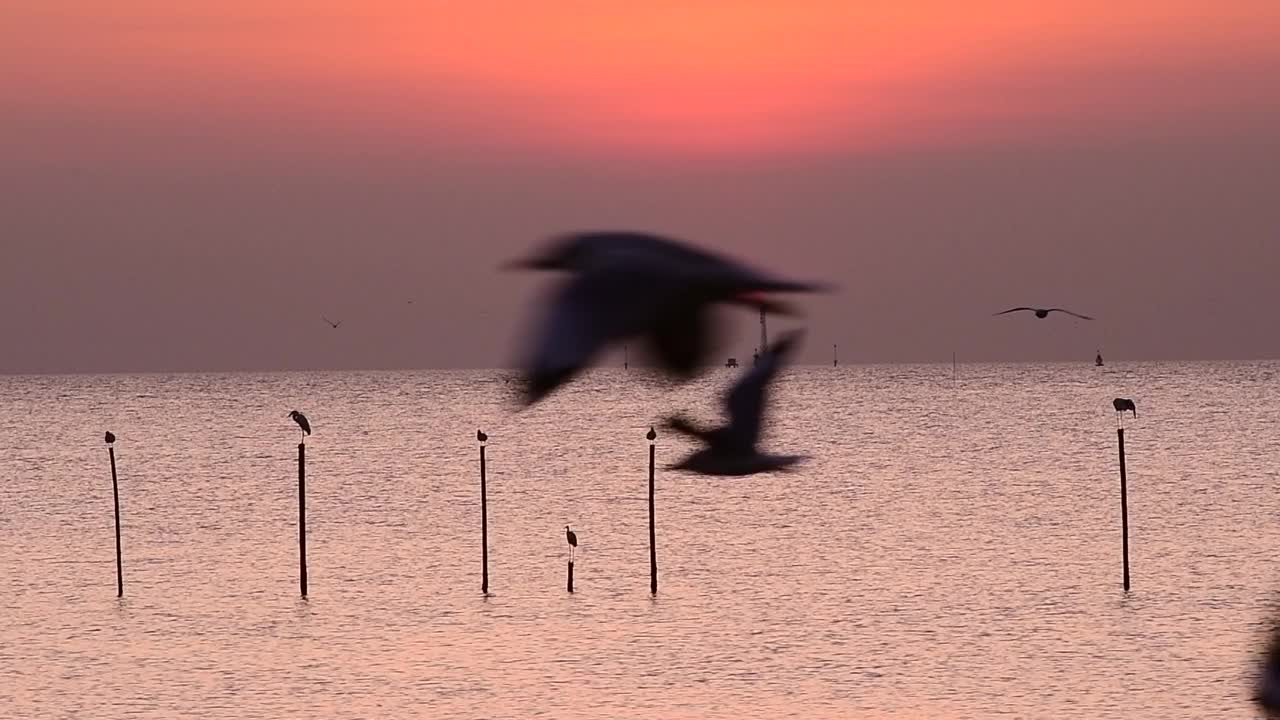 海鸥在天空中飞翔视频素材