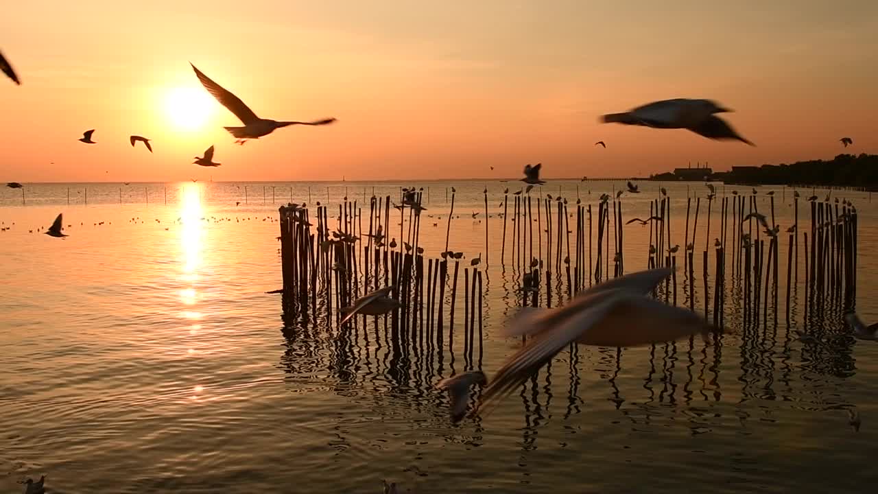 海鸥在天空中飞翔视频素材