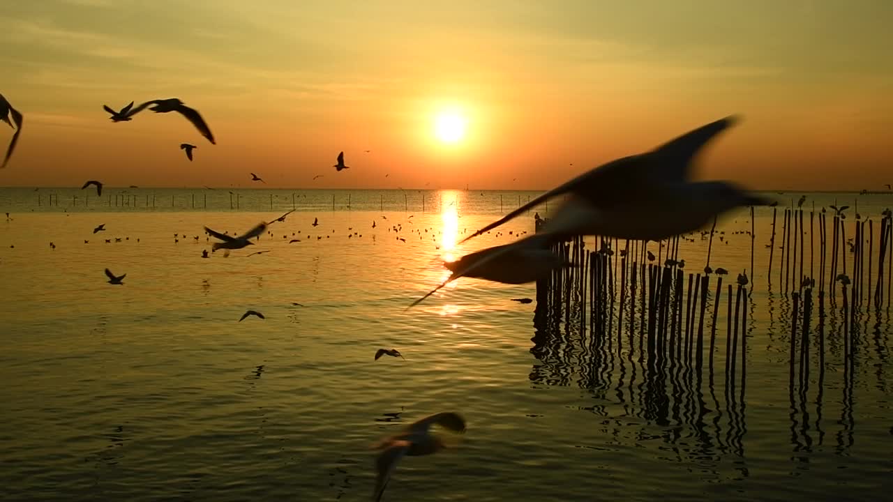 海鸥在天空中飞翔视频素材