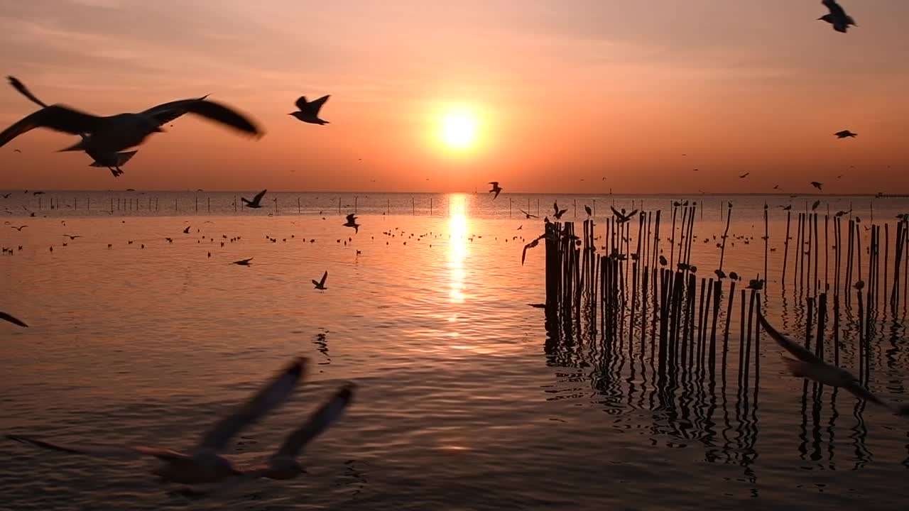 海鸥在天空中飞翔视频素材