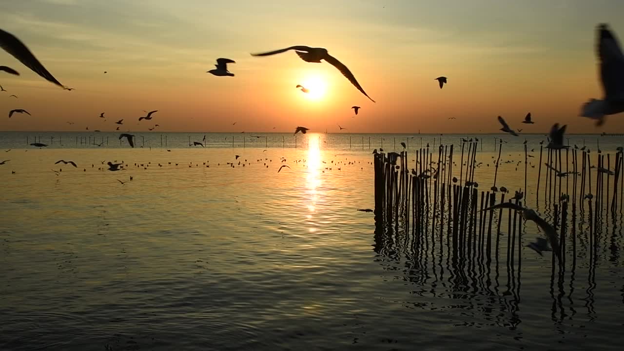 海鸥在天空中飞翔视频素材