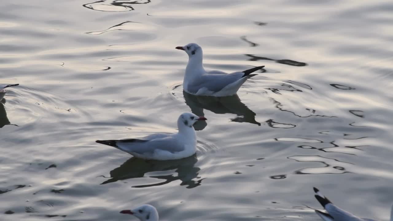 海鸥在天空中飞翔视频素材