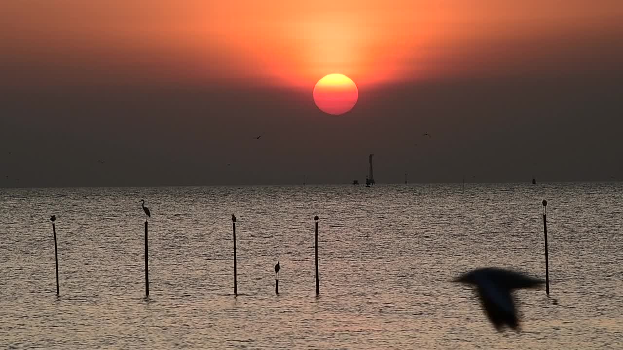 海鸥在天空中飞翔视频素材