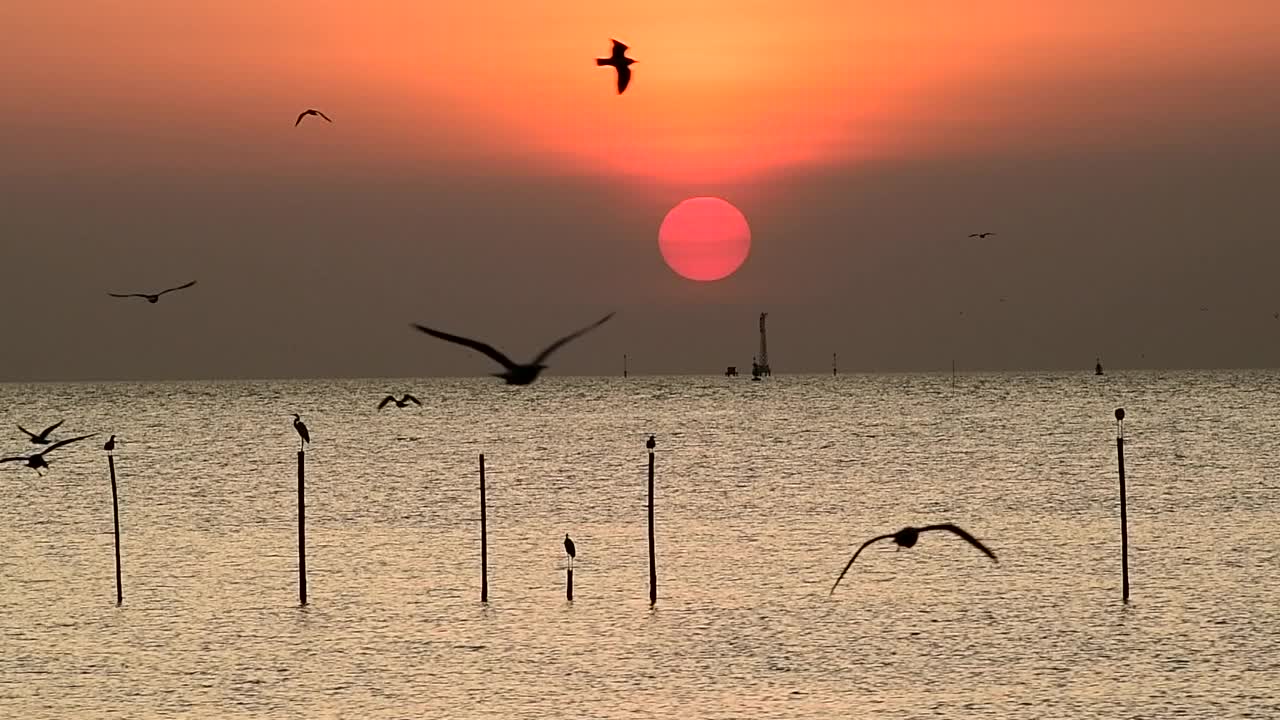 海鸥在天空中飞翔视频素材